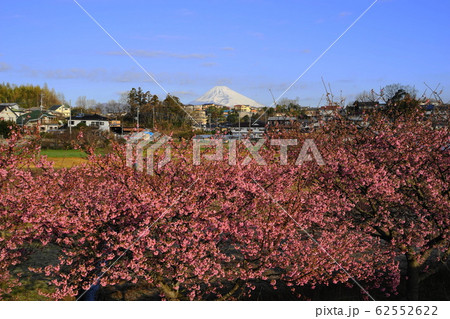 2月　函南町42河津桜・かんなみの桜まつりと富士山･函南ｻｸﾗ(河津ｻｸﾗ) 62552622