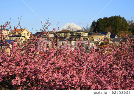 2月　函南町32河津桜・かんなみの桜まつりと富士山･函南ｻｸﾗ(河津ｻｸﾗ) 62552632