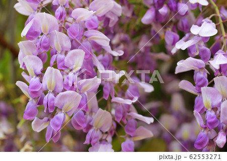 フジの花 フジの花 62553271