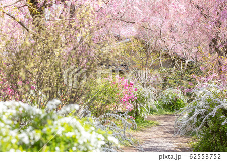 京都府 原谷苑 桜 京都府 原谷苑 桜 62553752