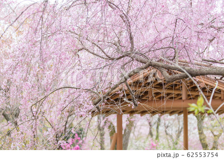 京都府 原谷苑 桜 62553754