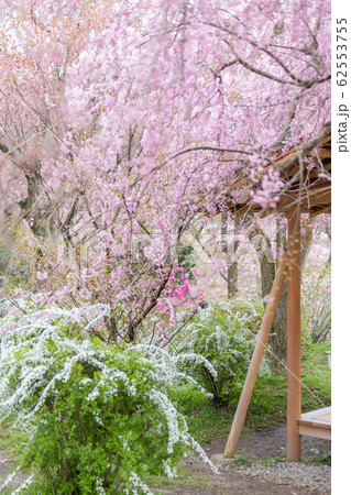 京都府 原谷苑 桜 62553755
