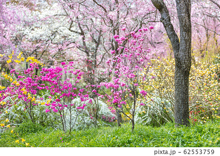 京都府 原谷苑 桜 62553759