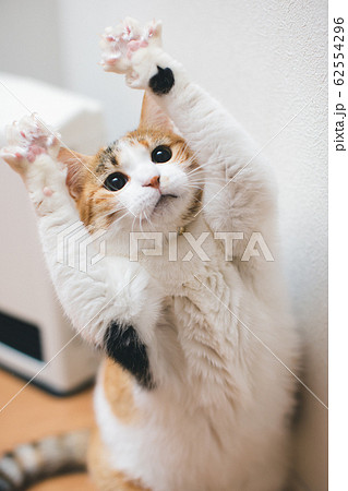 両手を上げる三毛猫 62554296