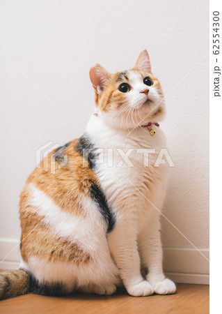 室内で座る三毛猫の写真素材 [62554300] - PIXTA