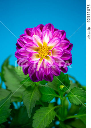 ダリアの花 ダリアの花 62555078