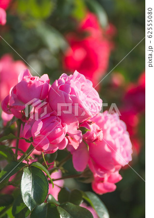 バラの花 62555080