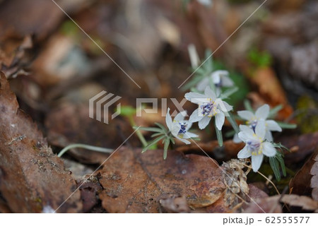 セツブンソウ 62555577