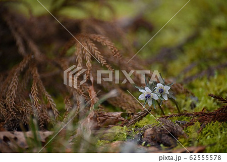 セツブンソウ セツブンソウ 62555578