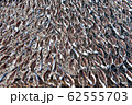 アンチョビ 魚 魚類 62555703