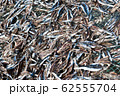 アンチョビ 魚 魚類 62555704