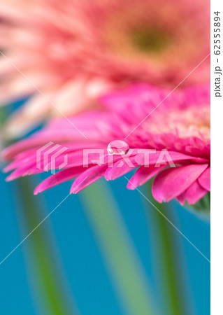 ガーベラの花 62555894