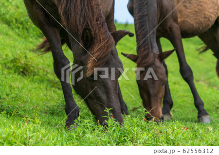 都井岬のミサキウマ 都井岬のミサキウマ 62556312