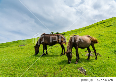 都井岬のミサキウマ 都井岬のミサキウマ 62556326