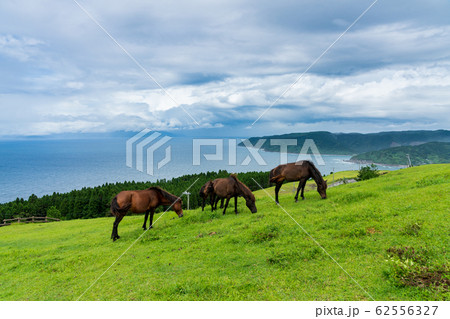 都井岬のミサキウマ 62556327