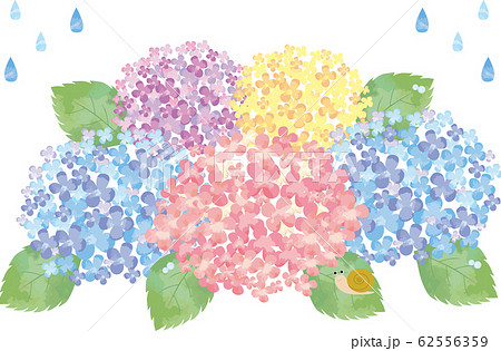 紫陽花 花 6月 梅雨 紫陽花 あじさい 和風 背景 ワンポイントのイラスト素材