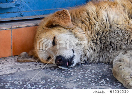 昼寝してる犬 62556530