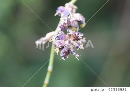 竹の花 竹の花 62556981