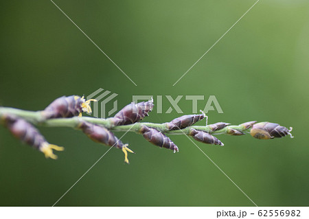竹の花 竹の花 62556982
