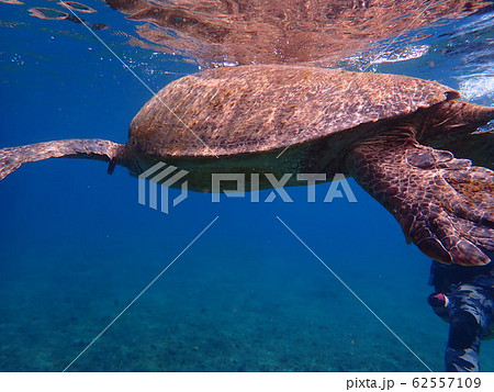海亀 ウミガメ 海がめの写真素材