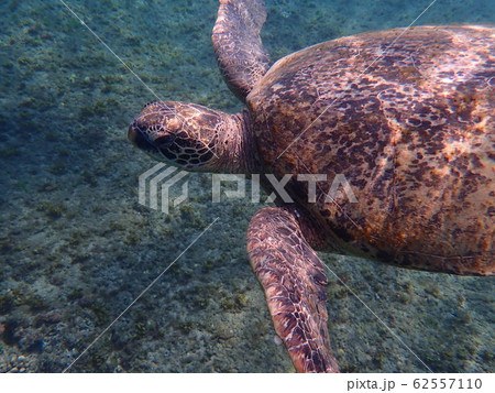 海亀 ウミガメ 海がめの写真素材