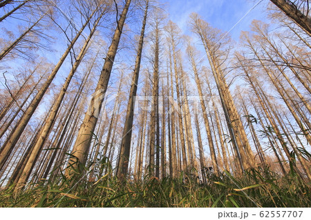 メタセコイアの森　水元公園　　 62557707
