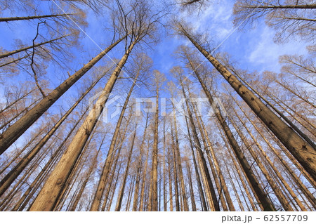 メタセコイアの森　水元公園　　 62557709