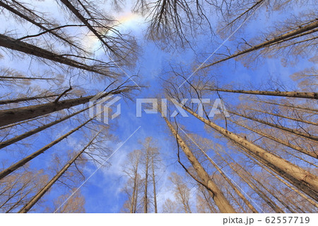 メタセコイアの森　水元公園　　 62557719