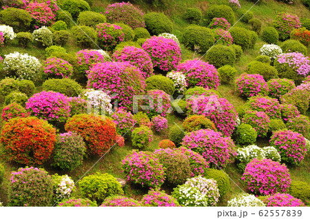 蹴上浄水場のつつじの写真素材