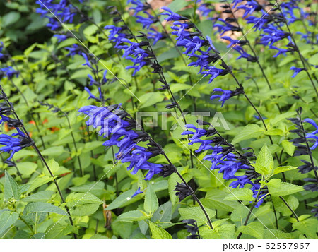 夏の庭に咲くサルビア ガラニチカ メドーセージ の花の写真素材