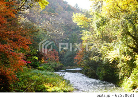 鶴仙渓の紅葉 62558631