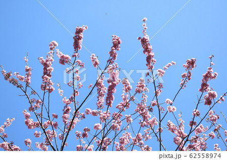 満開の雪割桜 満開の雪割桜 62558974