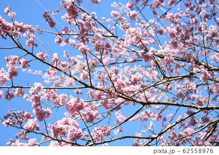 満開の雪割桜 満開の雪割桜 62558976