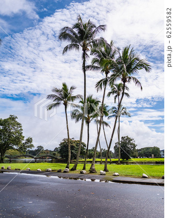 ハワイ島ヒロ・太陽輝くワイロア川沿いの緑豊かな公園風景 ハワイ島ヒロ・太陽輝くワイロア川沿いの緑豊かな公園風景 62559582
