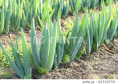 家庭菜園の長葱畑、下仁田ねぎ 家庭菜園の長葱畑、下仁田ねぎ 62559750