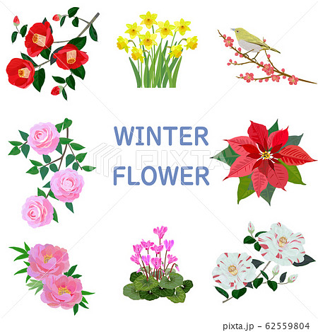 冬の花のイラスト素材
