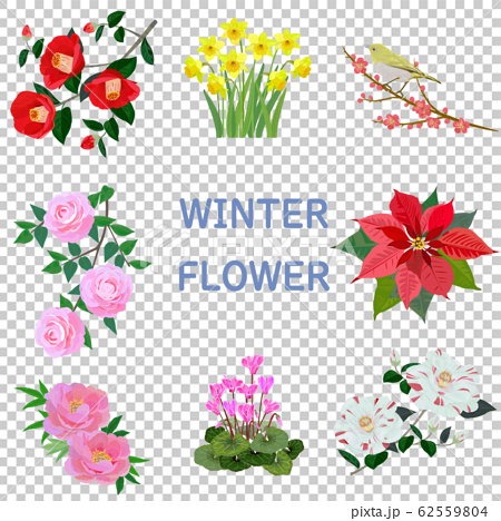 冬の花のイラスト素材