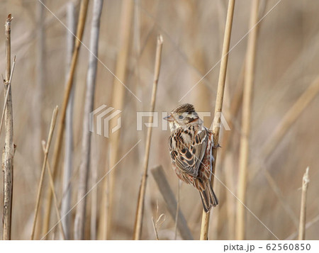 ホオジロ 62560850