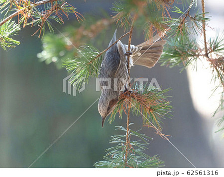 ヒヨドリ 62561316