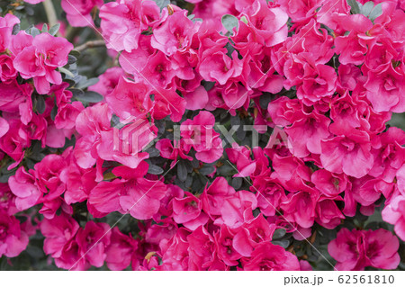 red azalea, gardening concept, bush of blooming 62561810