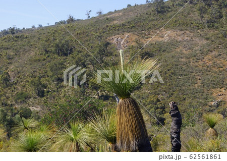 パース郊外 エリスブルックバレー保護区のグラスツリーの写真素材