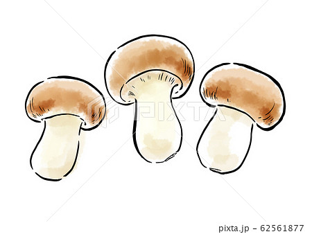 水彩イラスト　食品　食べ物　本シメジ 62561877