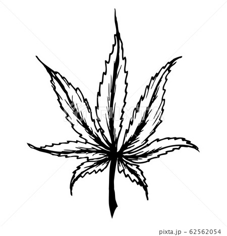 Cannabis (marijuana) leaf flat icon,isolated on 62562054
