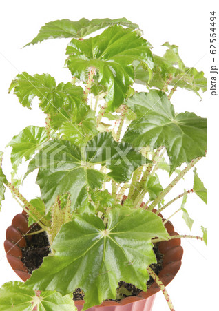 indoor plant on white 62564494
