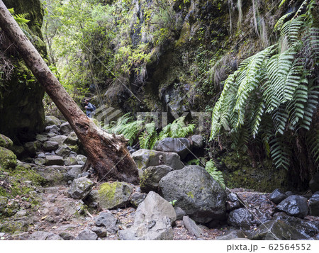 Man hiker at path at mysterious Laurel forest Laurisilva, lush subtropical rainforest at hiking trail Los Tilos, La Palma, Canary Islands, Spain Man hiker at path at mysterious Laurel forest Laurisilva, lush subtropical rainforest at hiking trail Los Tilos, La Palma, Canary Islands, Spain 62564552