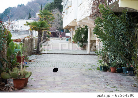 Deserted promenade of the resort. Winter in the South, off-season. 62564590