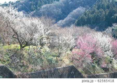 東京都 八王子市 高尾梅郷 荒井梅林 東京都 八王子市 高尾梅郷 荒井梅林 62565418