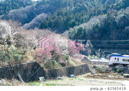 東京都 八王子市 高尾梅郷 荒井梅林 東京都 八王子市 高尾梅郷 荒井梅林 62565419