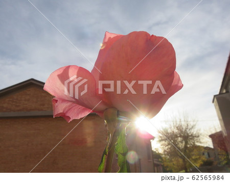 Rose detail Rose detail 62565984