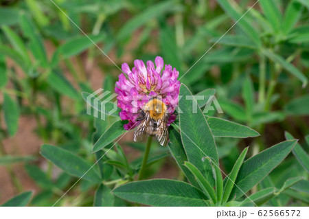 Bumblebee is gathering nectar from a clover flower 62566572